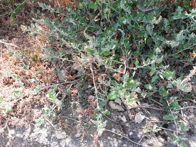 Chenopodium vulvaria